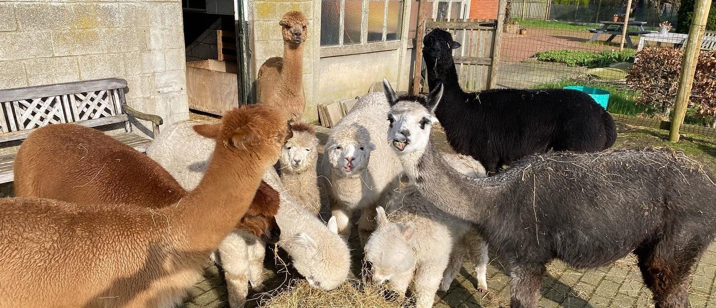 eating alpacas